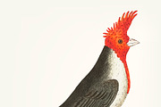 Illustration of crested cardinal
