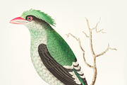 Illustration of Chinese roller