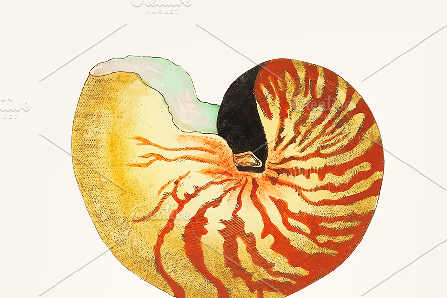 Illustration of great nautilus in Illustrations - product preview 8
