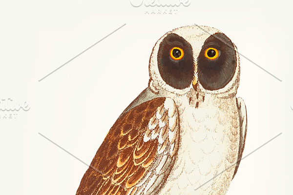 Hand drawn of masked owl