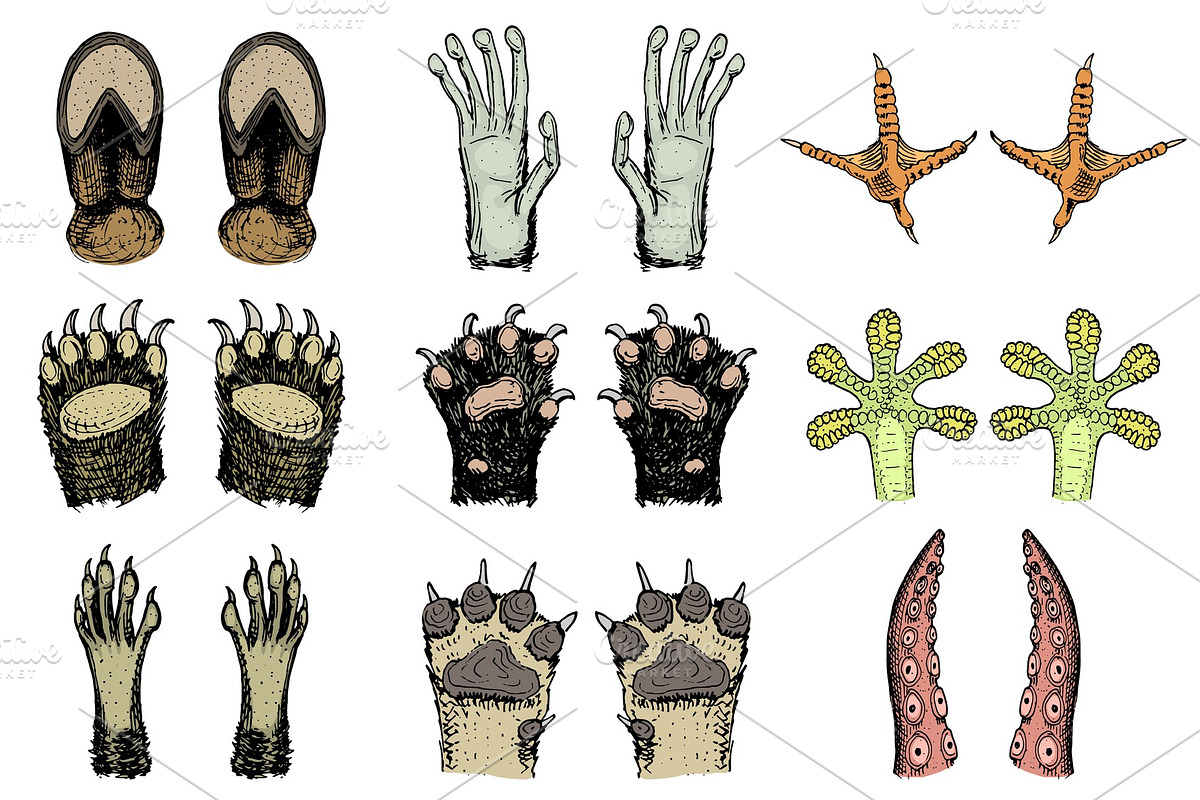 Paws of animals or footprints and wildlife. Bird and sea creatures, hands of monkey and dog, bear and frog, tentacles of octopus and cat, hoof of cow. Domestic or farm or pets. Traces of mammals. in Illustrations - product preview 8