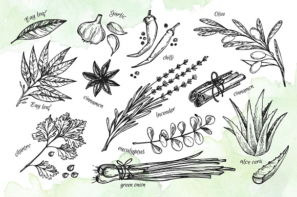 Herbs and Spices. Hand drawn set in Illustrations - product preview 2