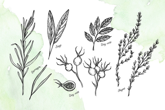 Herbs and Spices. Hand drawn set in Illustrations - product preview 3