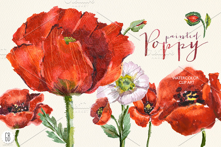 Aquarelle watercolor red wild poppy