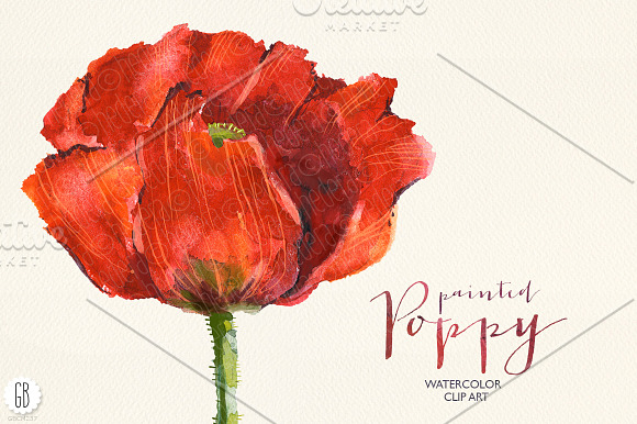 Aquarelle watercolor red wild poppy in Illustrations - product preview 1