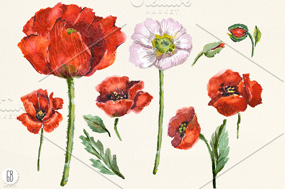Aquarelle watercolor red wild poppy in Illustrations - product preview 2