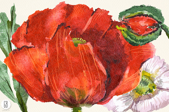 Aquarelle watercolor red wild poppy in Illustrations - product preview 3