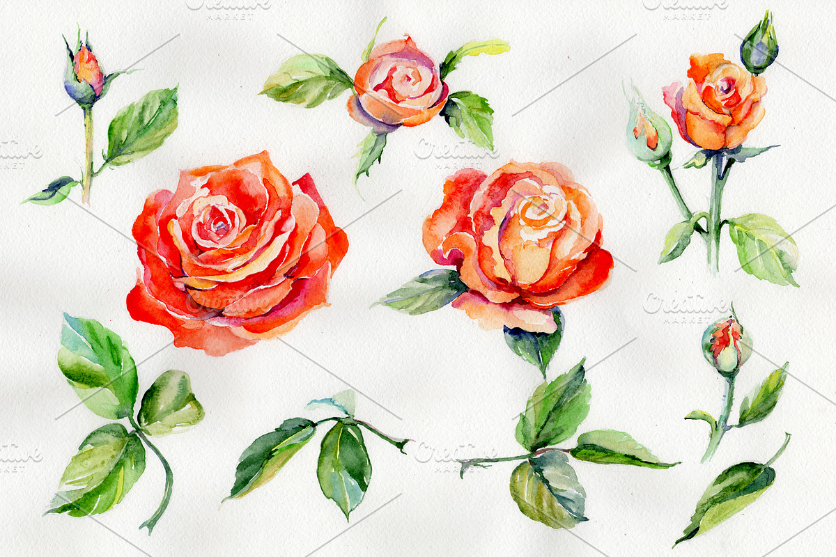 Light red rose PNG watercolor flower in Illustrations - product preview 8