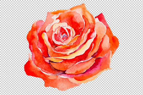 Light red rose PNG watercolor flower in Illustrations - product preview 1