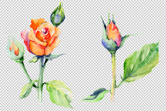 Light red rose PNG watercolor flower in Illustrations - product preview 2