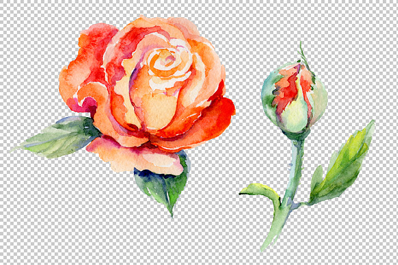 Light red rose PNG watercolor flower in Illustrations - product preview 3