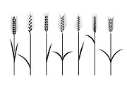 Wheat field. Cereals icon set with rice, wheat, corn, oats, rye, barley.