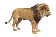 Lion animal big leo