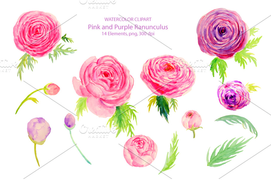 Wedding Watercolor Ranunculus in Illustrations - product preview 8