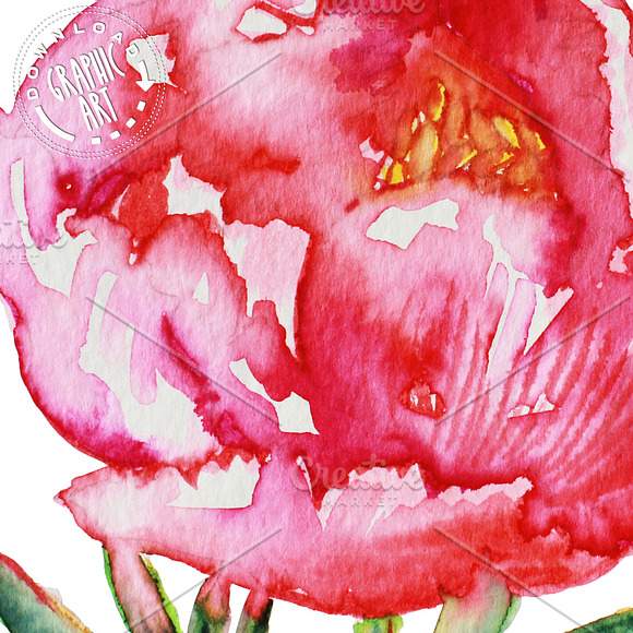 Rose Peony Watercolor Prints in Illustrations - product preview 4