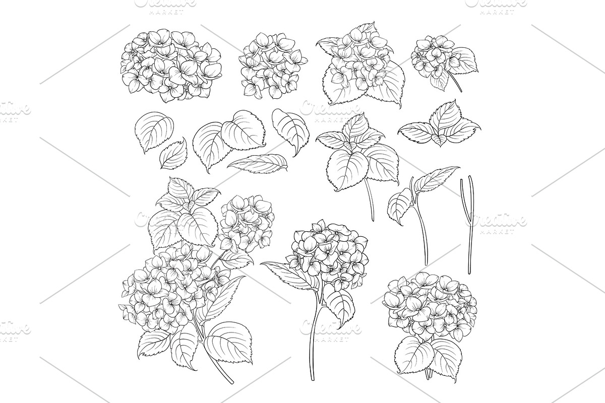 Black contour of hydrangea. in Illustrations - product preview 8