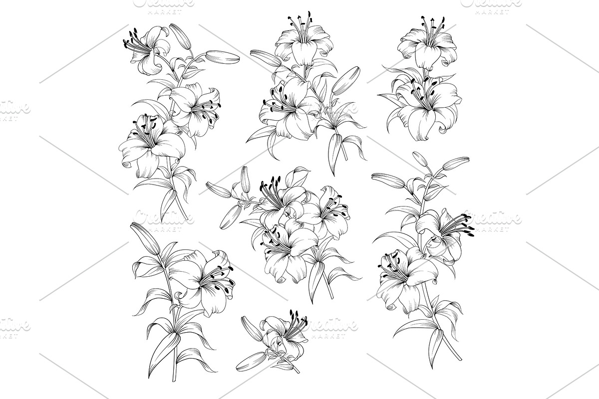 Collection of lily flowers. in Illustrations - product preview 8