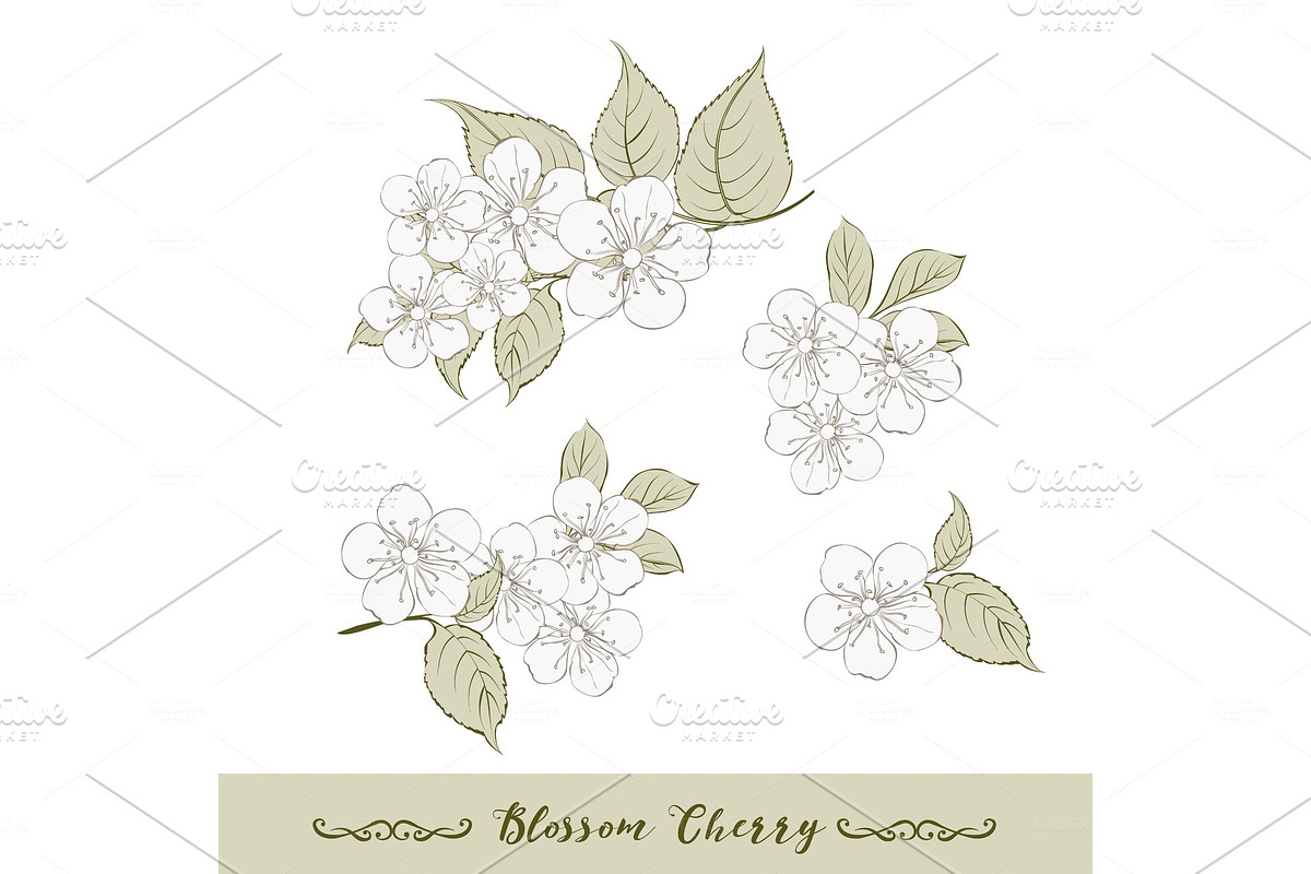 Set of cherry flowers elements. in Illustrations - product preview 8