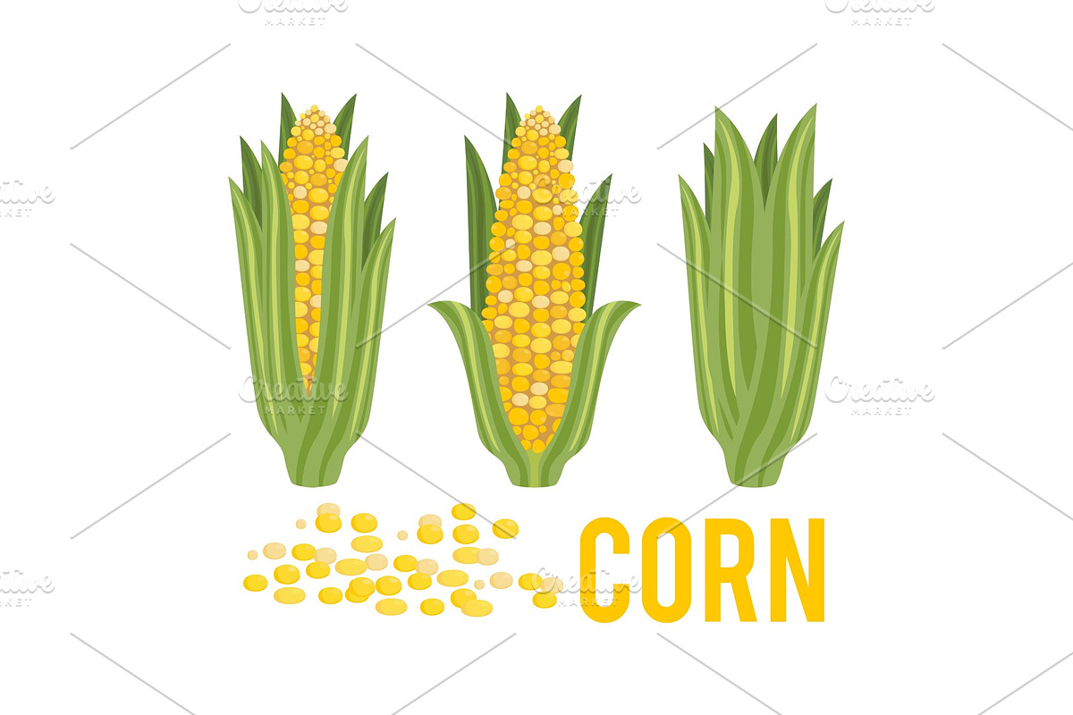 Corn with green leaves. in Illustrations - product preview 8