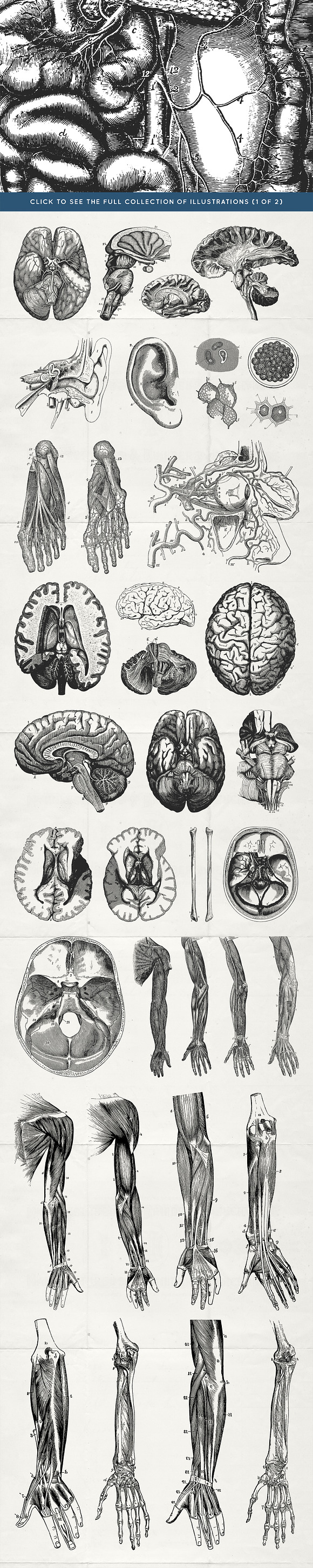 76 Vintage Anatomy Illustrations in Illustrations - product preview 1