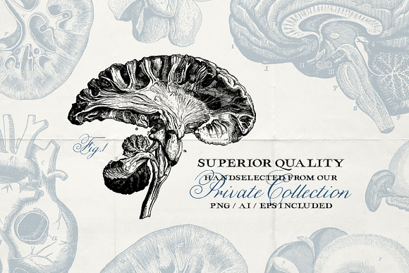 76 Vintage Anatomy Illustrations in Illustrations - product preview 2