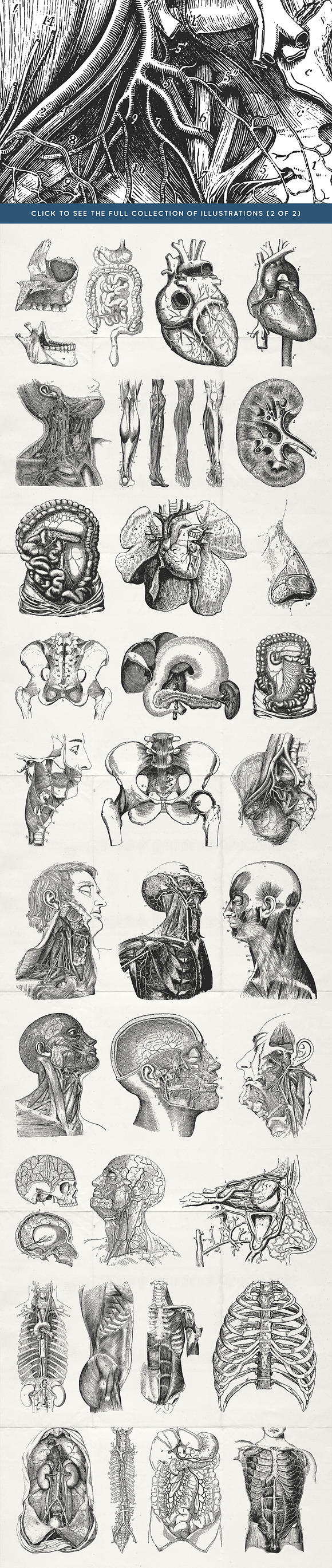 76 Vintage Anatomy Illustrations in Illustrations - product preview 3