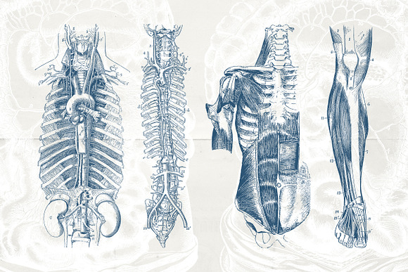 76 Vintage Anatomy Illustrations in Illustrations - product preview 4