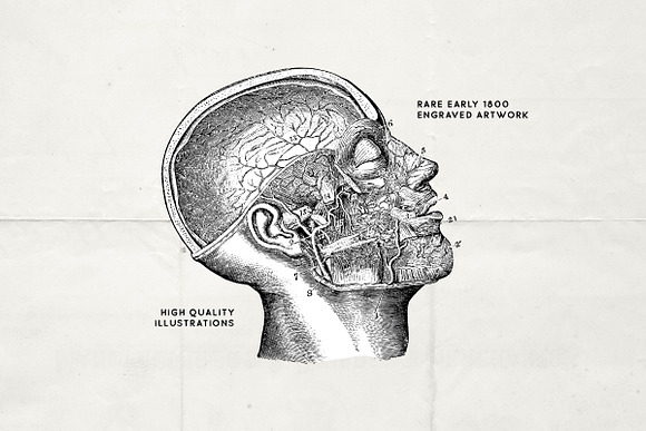 76 Vintage Anatomy Illustrations in Illustrations - product preview 5