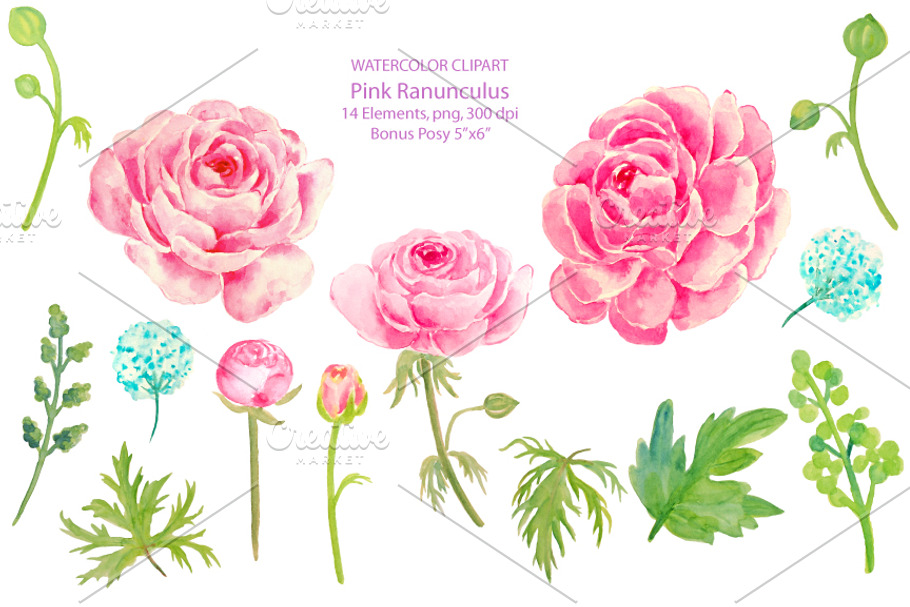 Wedding Clipart Pink Ranunculus in Illustrations - product preview 8