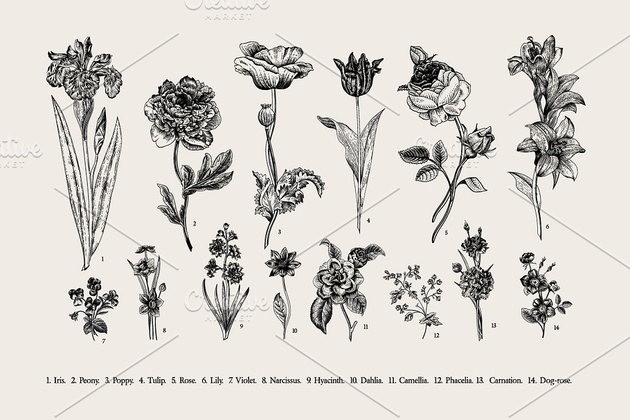 Botany. Victorian garden. B&W in Illustrations - product preview 8