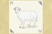 Cute Sheep Illustration