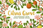 Citrus Grove Illustrations