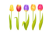 Colorful Tulips Set Isolated on White Background