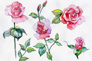 Wildflower pink rose PNG watercolor 