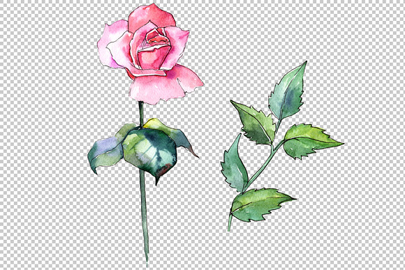 Wildflower pink rose PNG watercolor  in Illustrations - product preview 1
