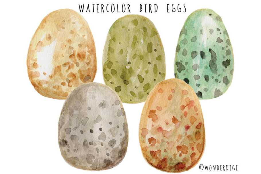 Watercolor Bird Eggs in Illustrations - product preview 8