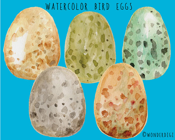 Watercolor Bird Eggs in Illustrations - product preview 1