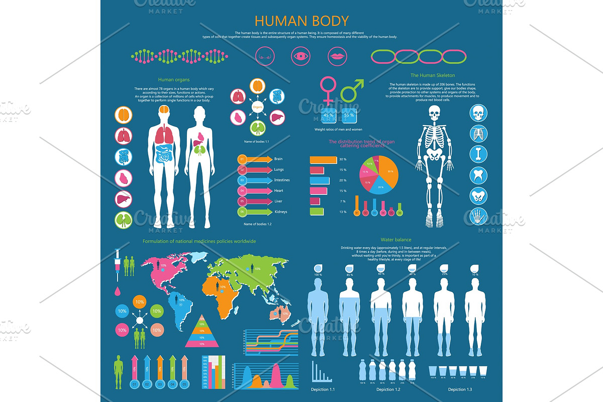 Human Body Detailed Infographic with Statistics in Illustrations - product preview 8