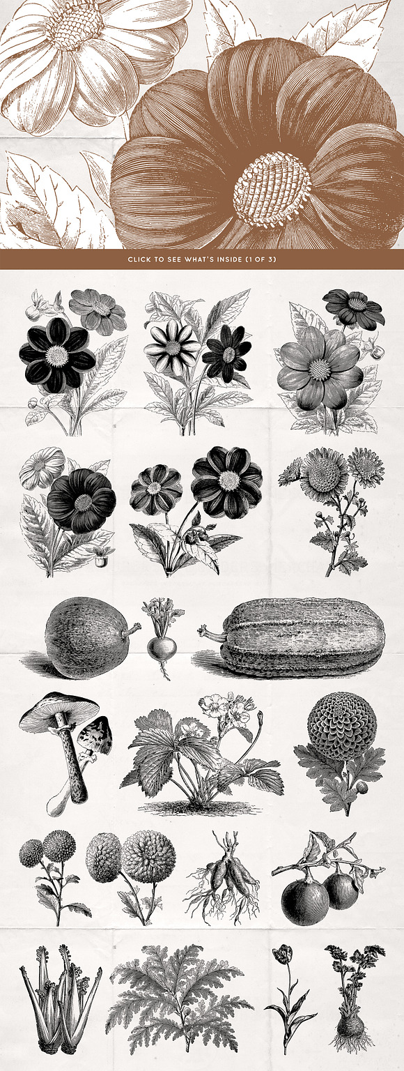 62 Fruit, Flowers & More No.4 in Illustrations - product preview 1
