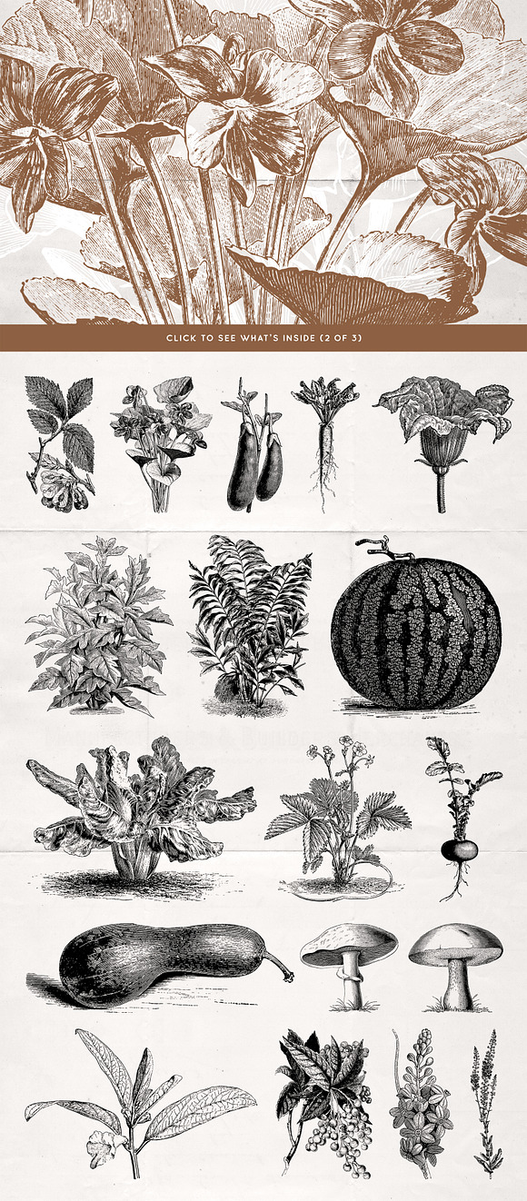 62 Fruit, Flowers & More No.4 in Illustrations - product preview 3