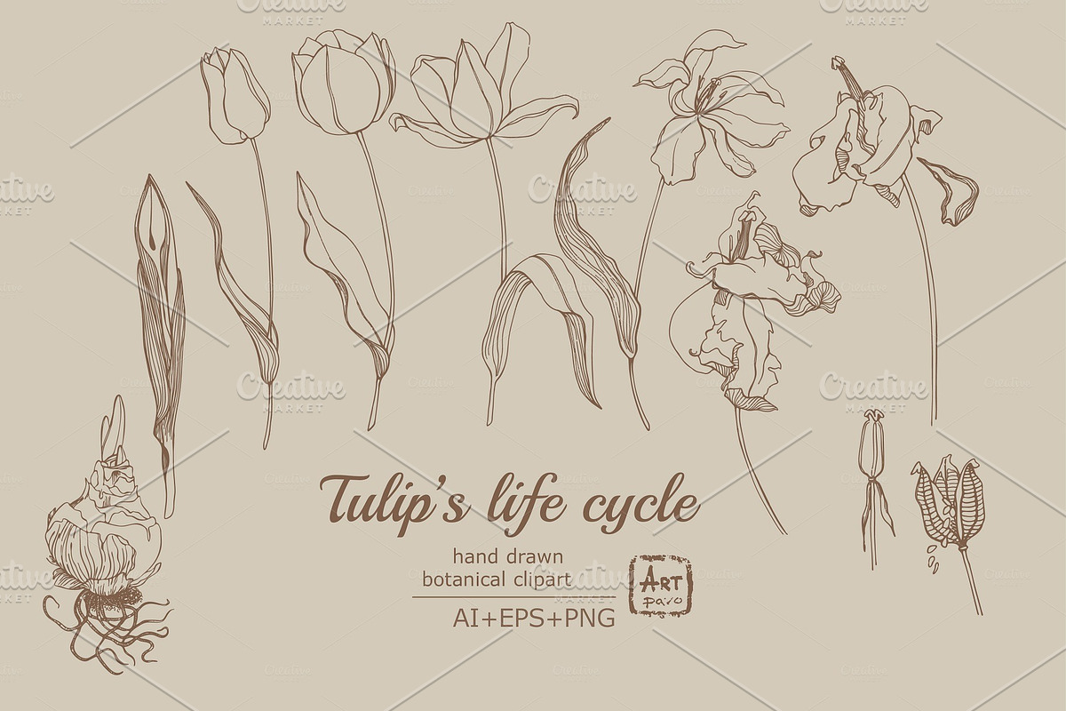 Tulip's Lifecycle Botanical art in Illustrations - product preview 8