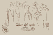 Tulip's Lifecycle Botanical art