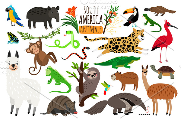 South America animals. Vector cartoon guanaco and iguana, anteater and ocelot, tapir and armadillo on white