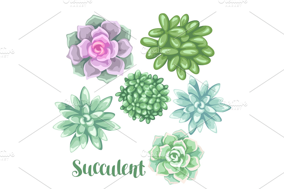 Set of succulents. Echeveria, Jade Plant and Donkey Tails in Objects - product preview 8