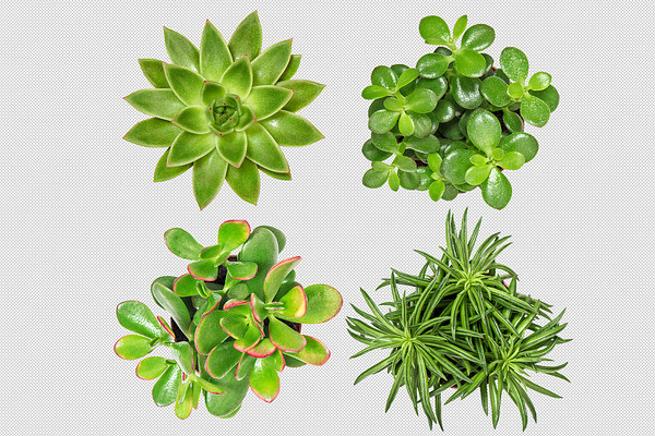 Succulent plants isolated PSD