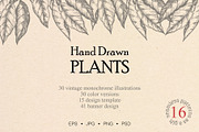 Hand drawn vector plants