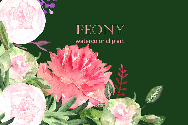 Peony watercolor collection