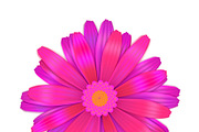 Bright purple gerbera flower