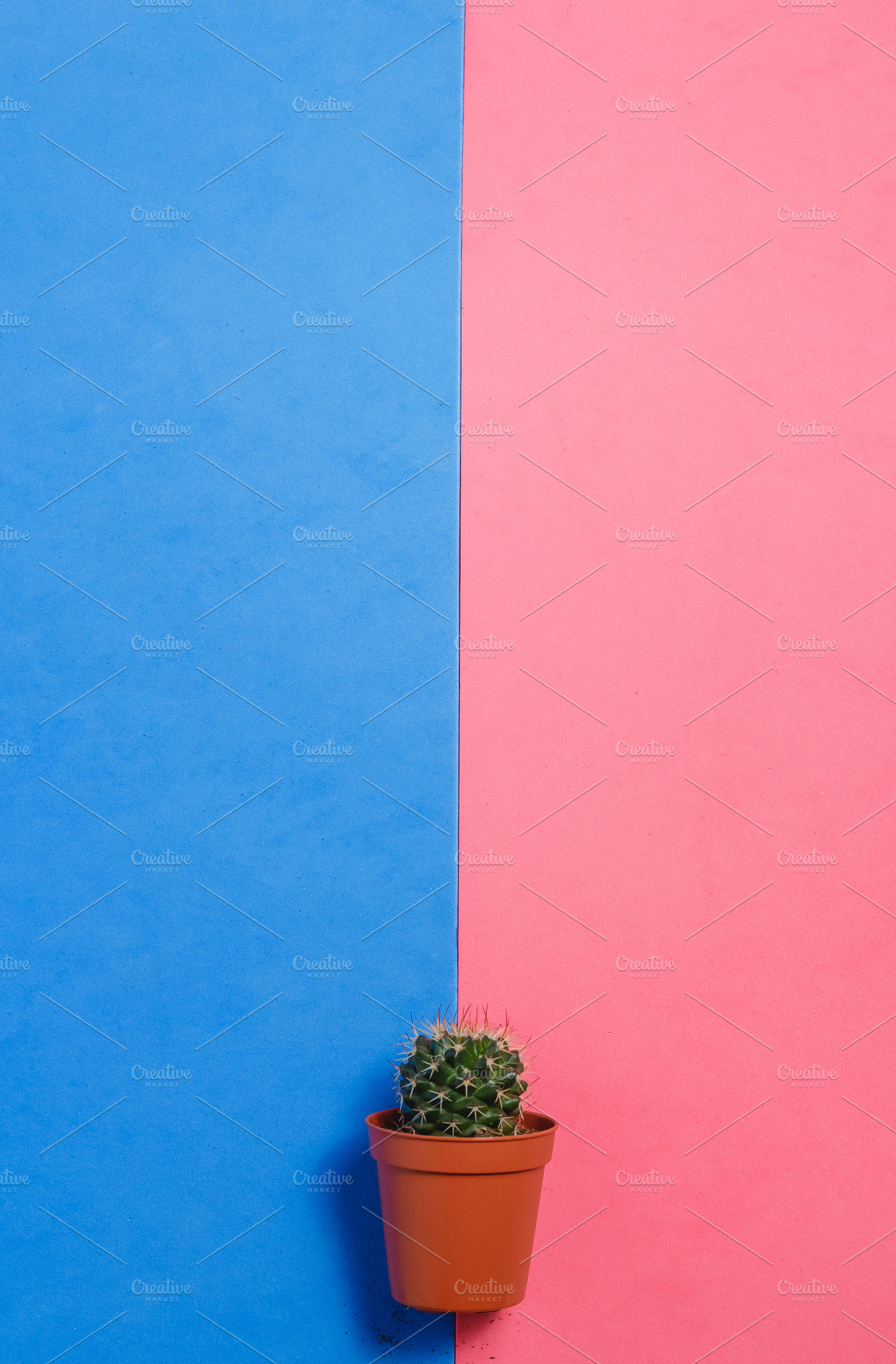 Green Cactus In Pot On Pink And Blue Pastel Color Background