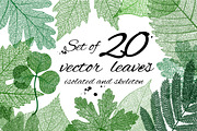 Big set of vector isolated leaves